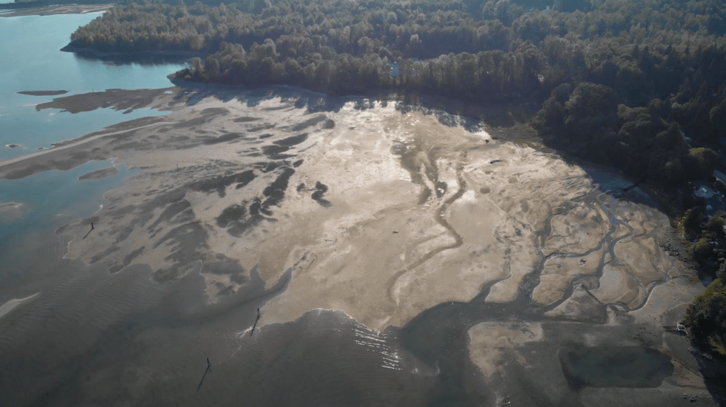 Still from Eliot Galán's When the Tide Goes out. Drone shot of tidal flats at the edge of a forest.
